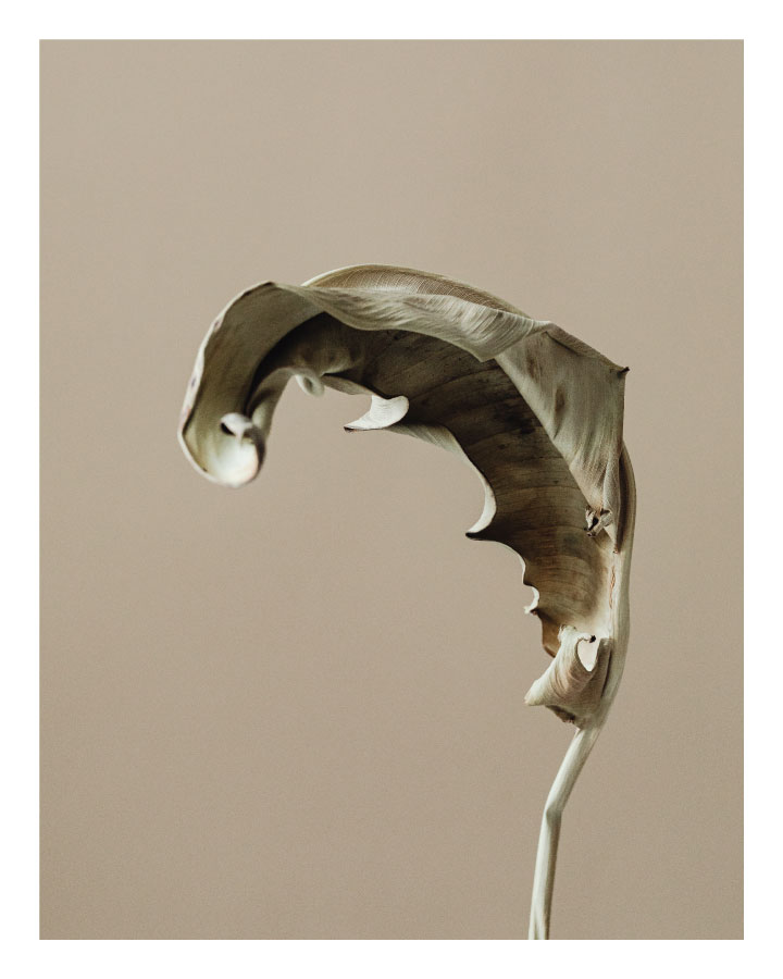 ls008_v Zanimljiv list - Slika 1