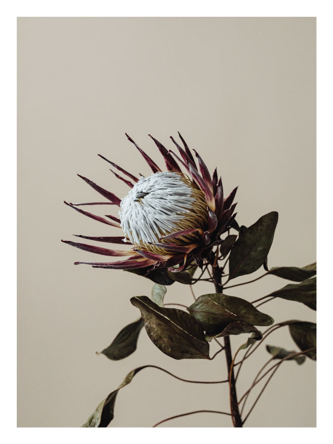 ls009_v Čičak - Slika 1