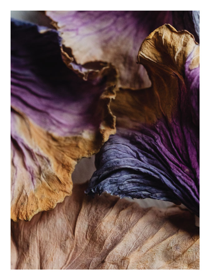 ls011_v Suho cvijeće - Slika 1