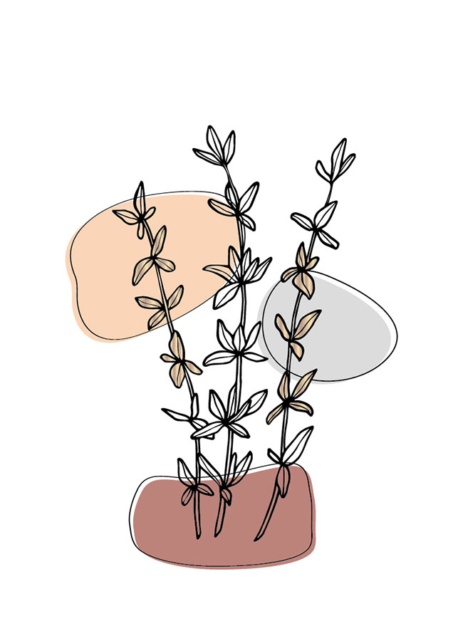 053il-ruzmarin Ružmarin - Slika 1