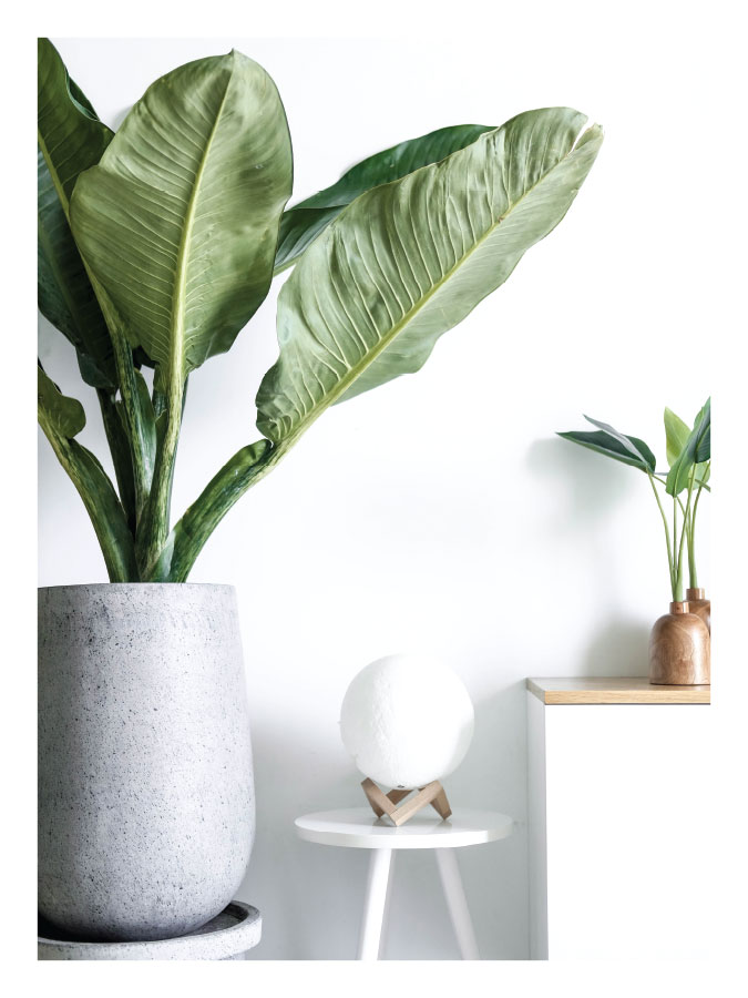 ls025-v Zelena kompozicija - Slika 1